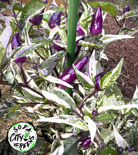 Mattapeno x Orange Fish Variegated Pepper Live Plants