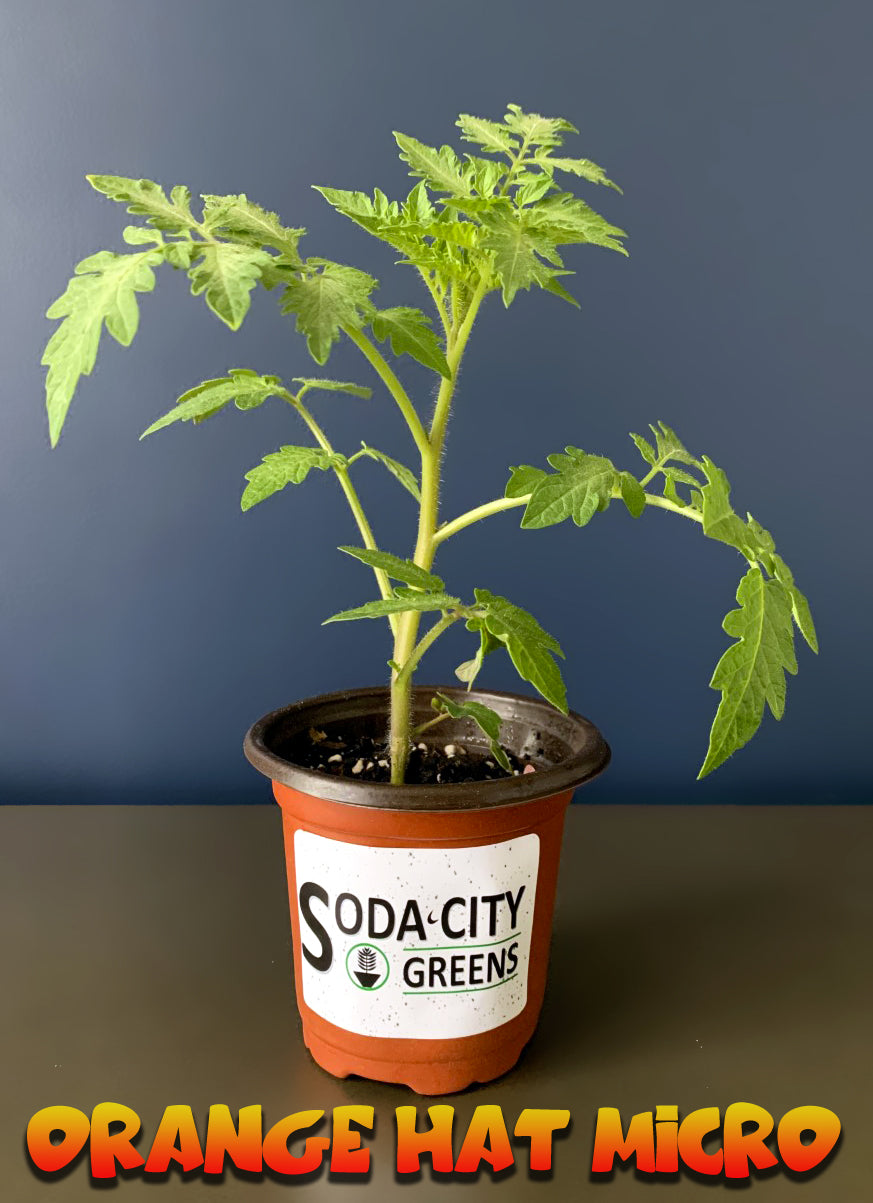 Orange Micro Tomato Live Plants