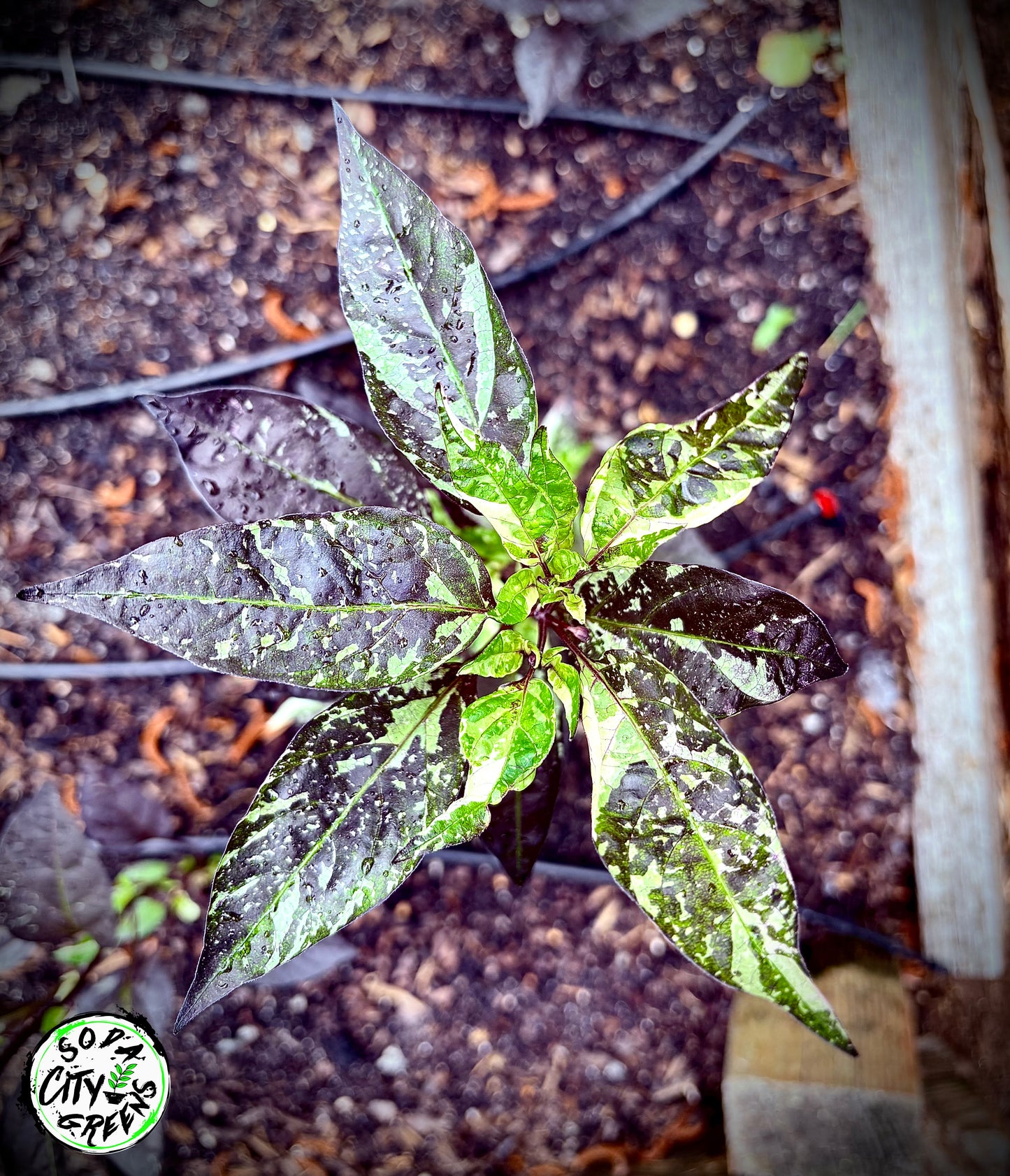 Orange Fish x Blue Christmas Variegated Pepper Seeds