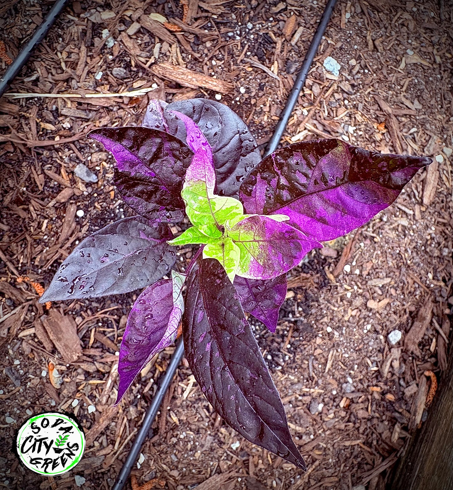 Orange Fish x Blue Christmas Variegated Pepper Seeds