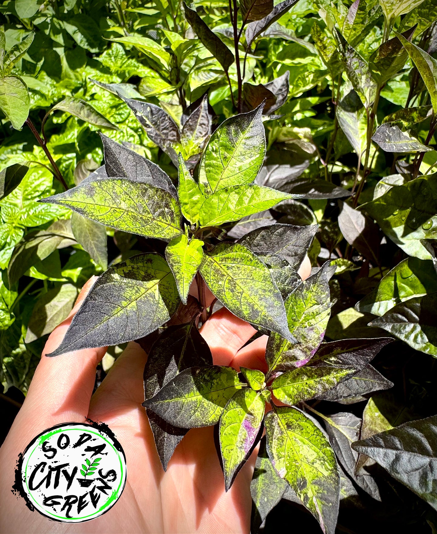 Orange Fish x Blue Christmas Variegated Pepper Seeds