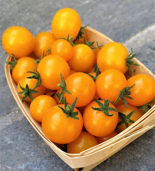 Micro Orange Hat Dwarf Tomato Seeds