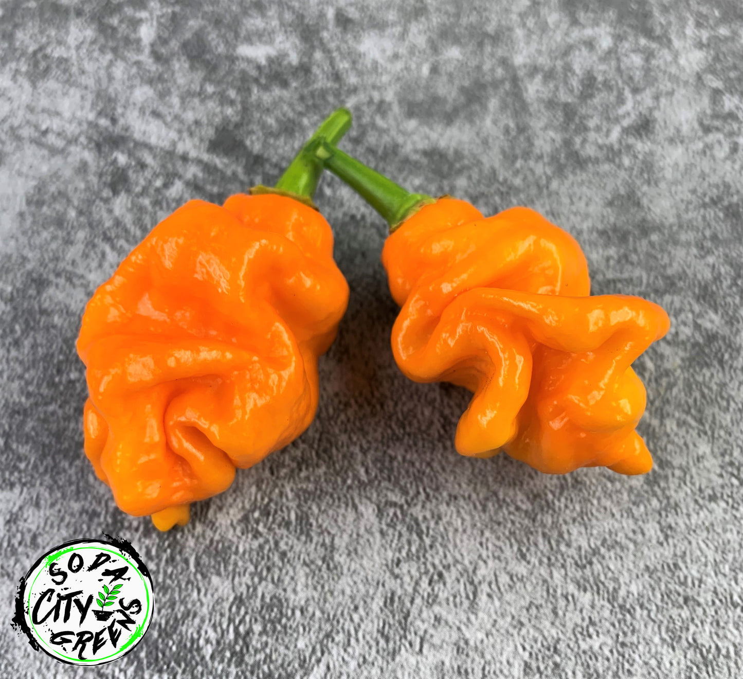 Orange Long Tailed Scorpion Pepper Seeds