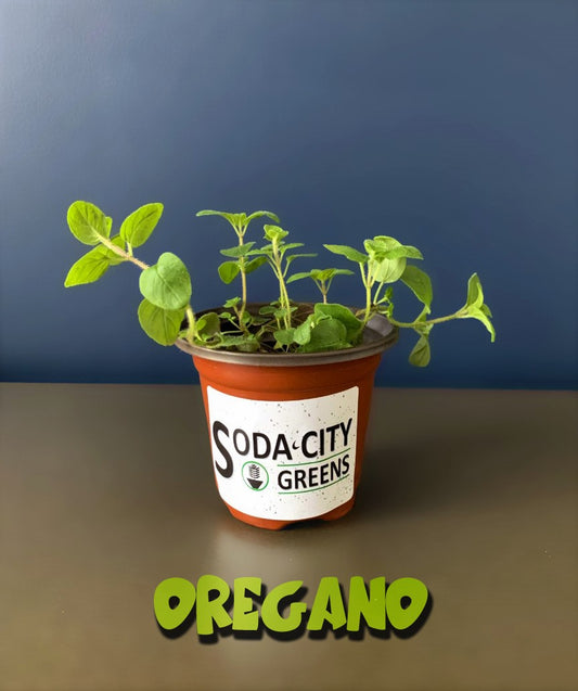 Oregeno Herb Live Plants