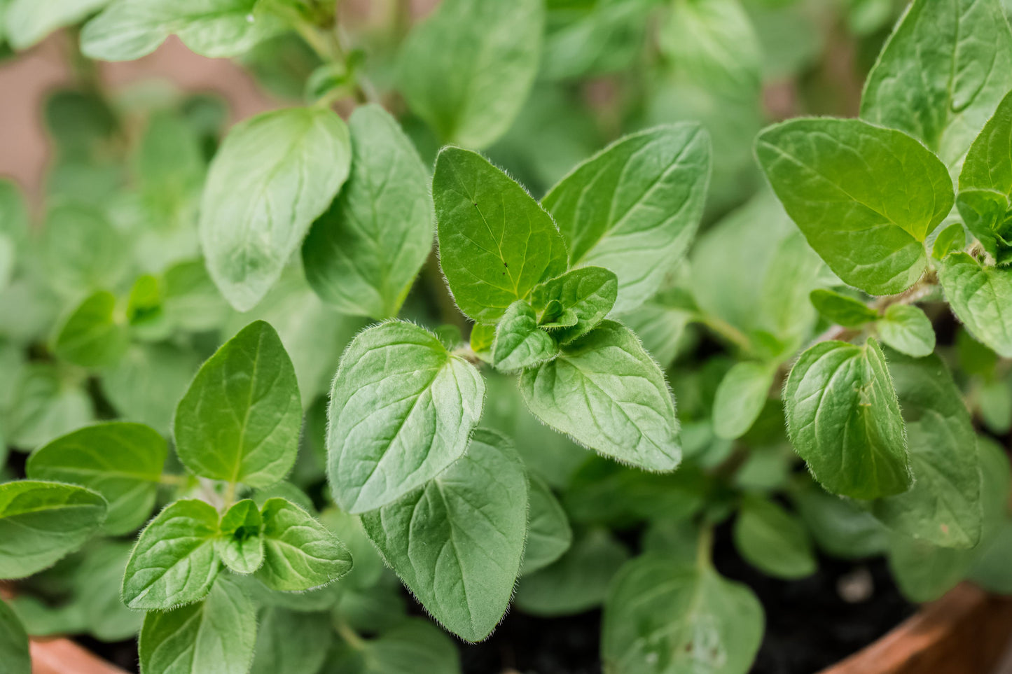 Oregeno Herb Live Plants