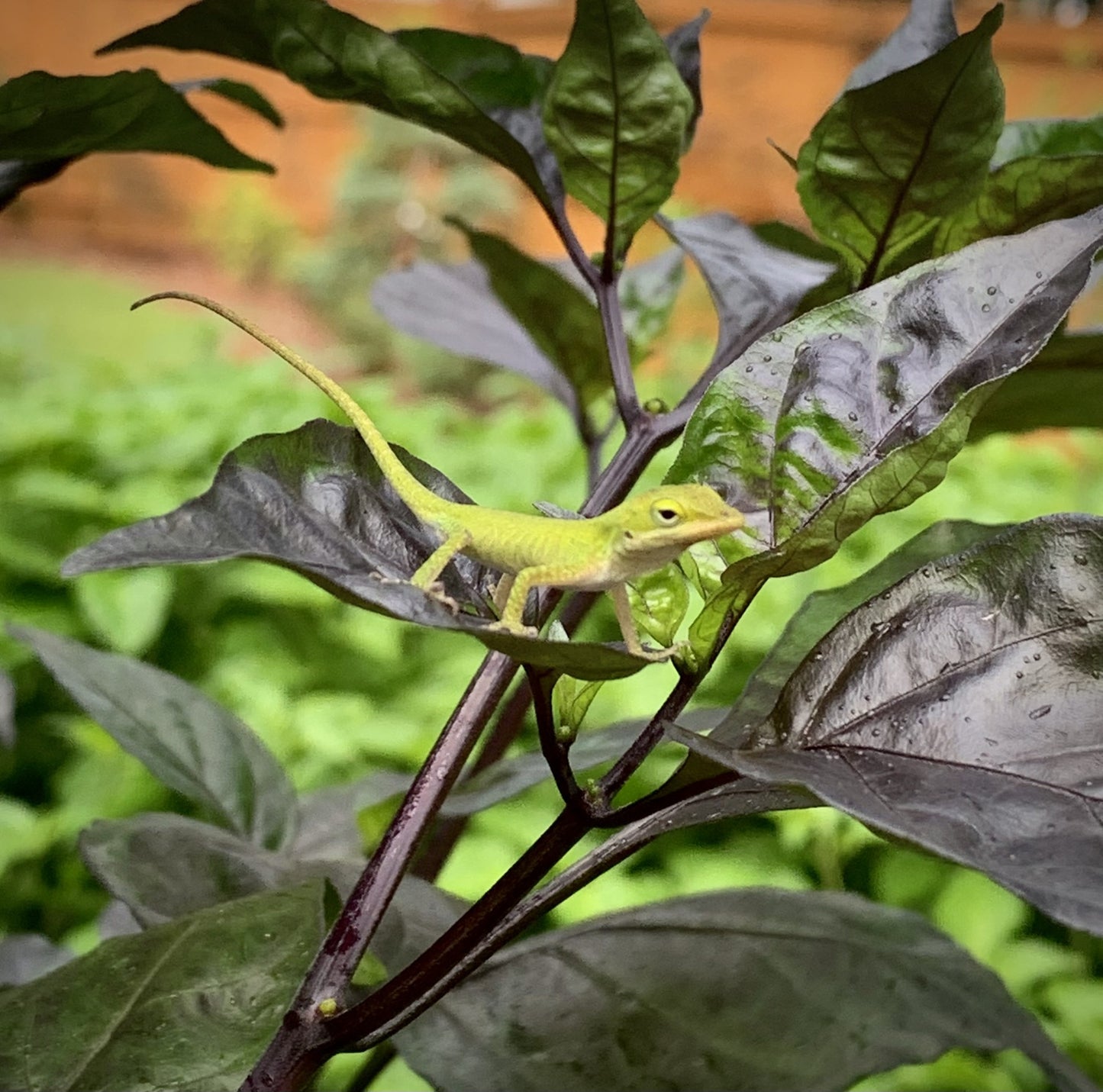 Orion Pepper Seeds