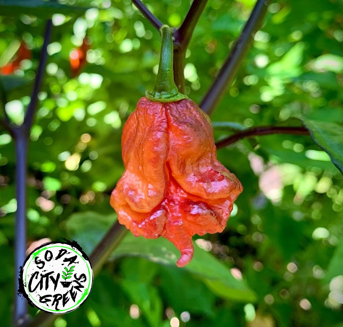 Orion Pepper Seeds