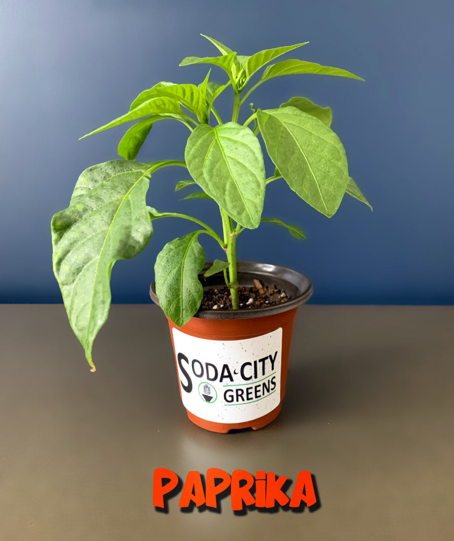 Hungarian Paprika Pepper Seeds
