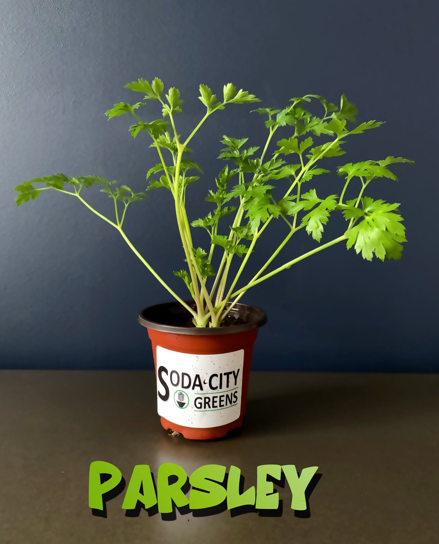Parsley Herb Live Plants