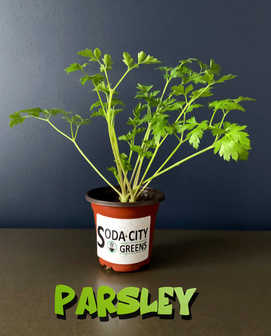 Parsley Herb Live Plants