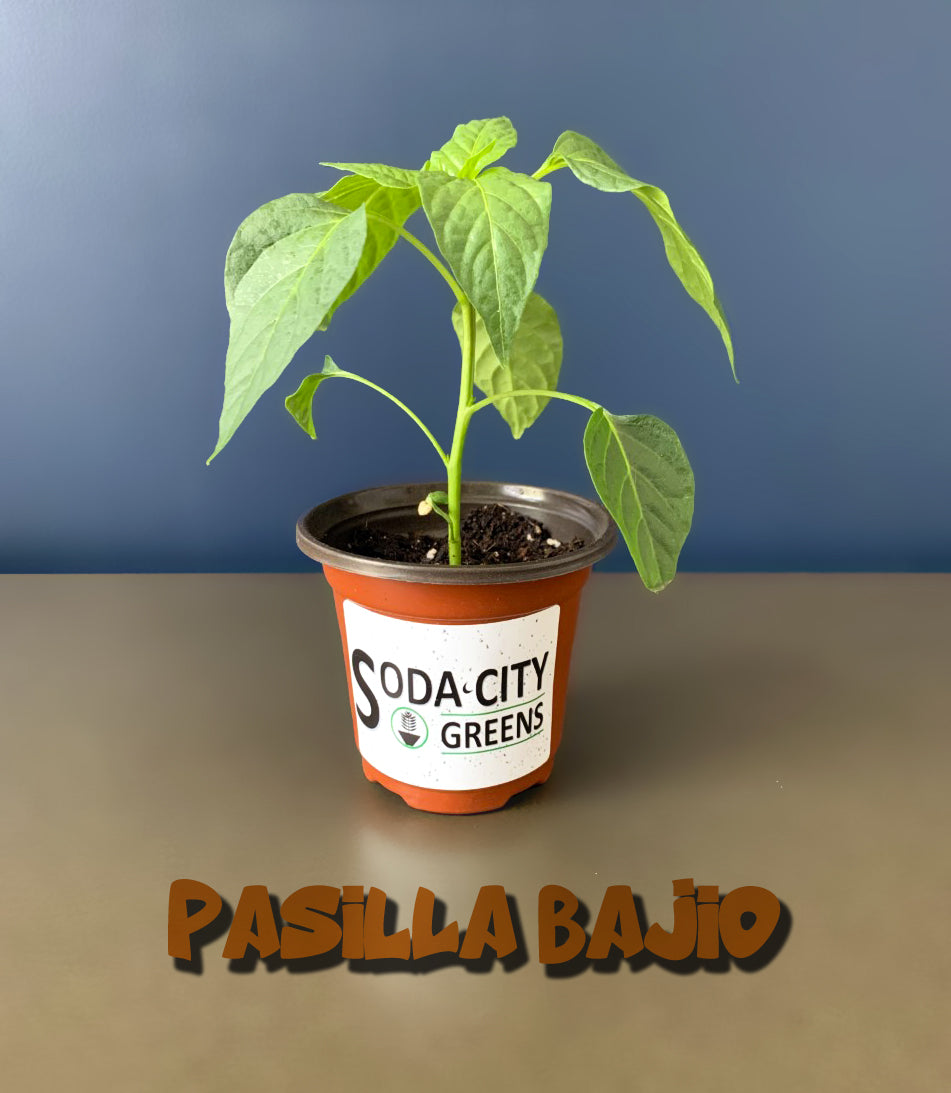 Pasilla Bajio (Mexican Mole) Pepper Seeds