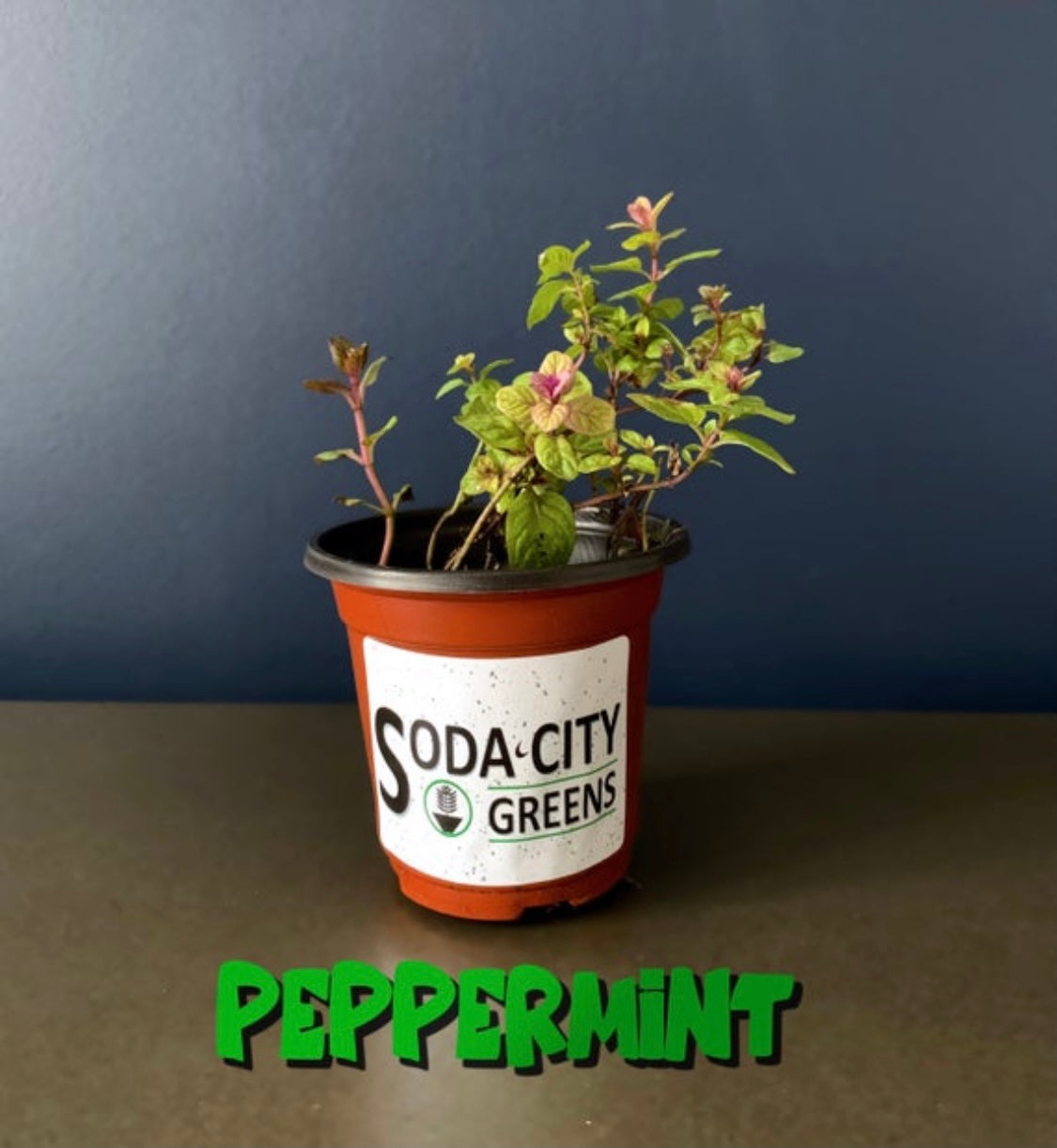 Peppermint Herb Live Plants