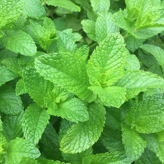 Peppermint Herb Live Plants
