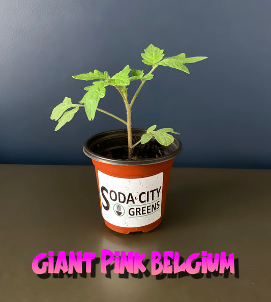 Giant Pink Belgium Tomato Live Plants