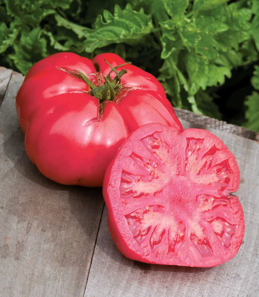 Giant Pink Belgium Tomato Seeds
