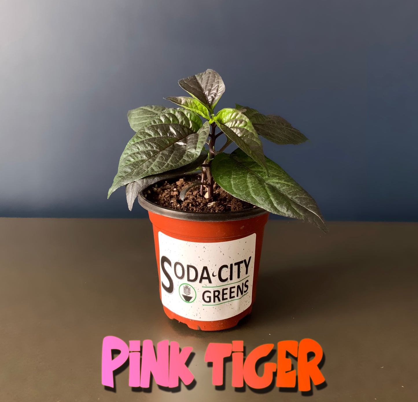 Pink Tiger Pepper Seeds