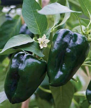 Poblano Pepper Seeds