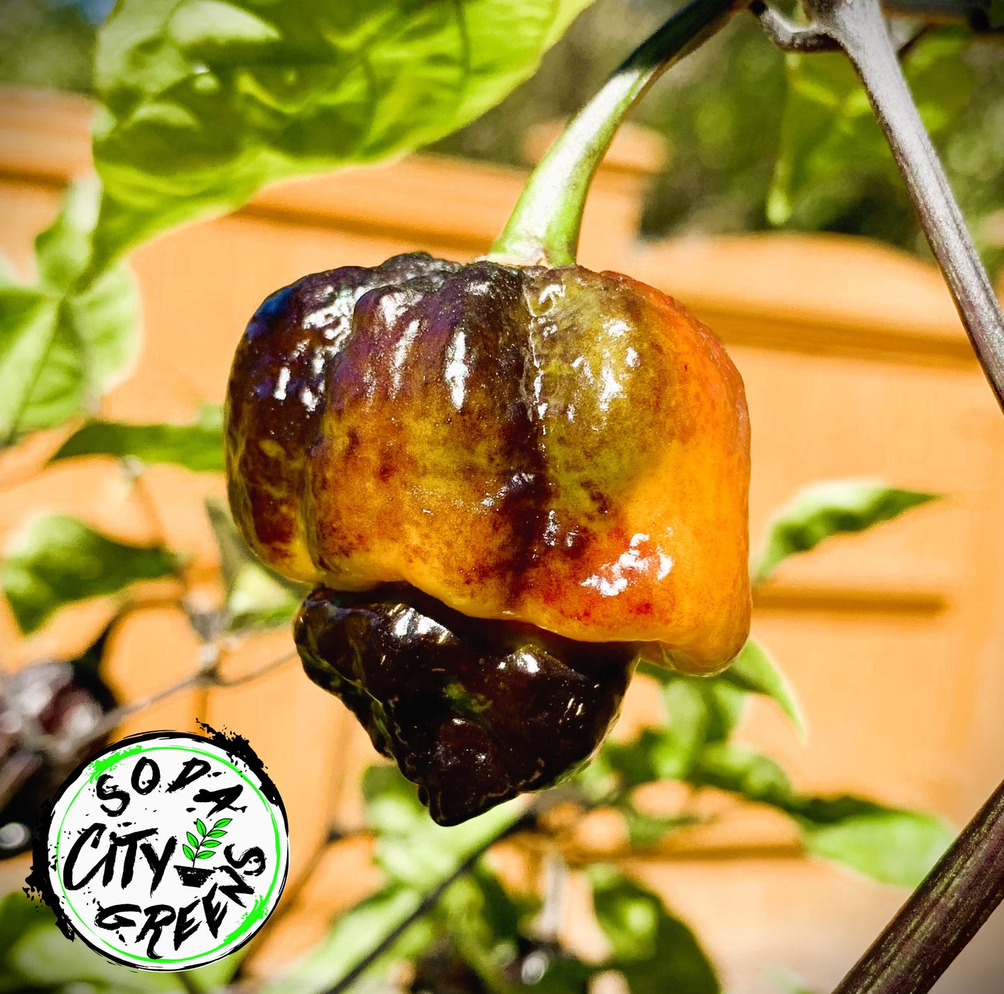 Pockmark Orange Pepper Seeds