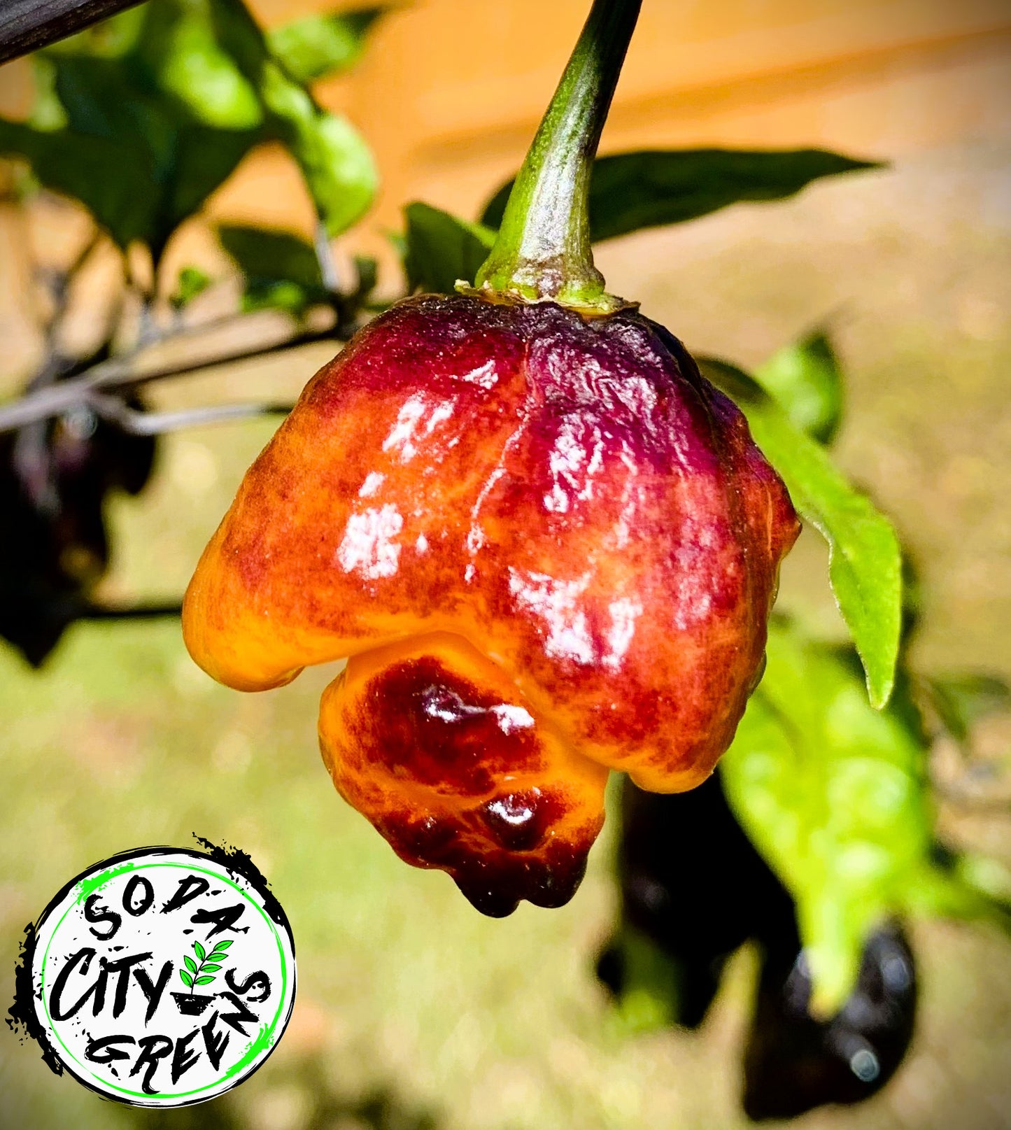 Pockmark Orange Pepper Seeds