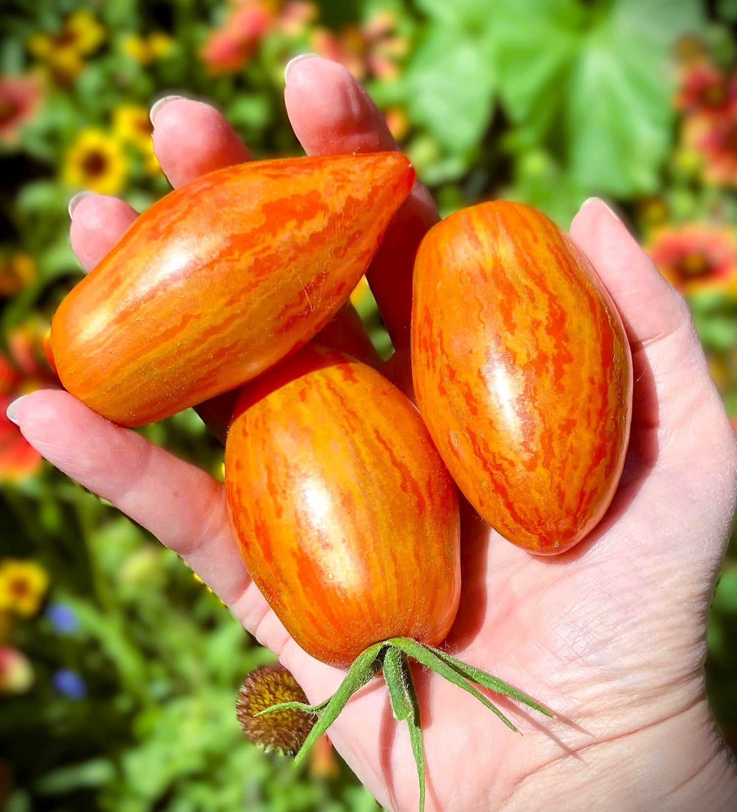 Prairie Fire Tomato Live Plants