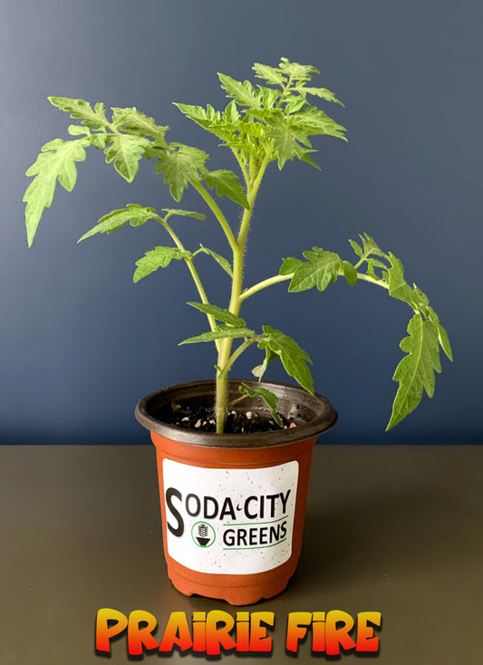 Prairie Fire Tomato Live Plants