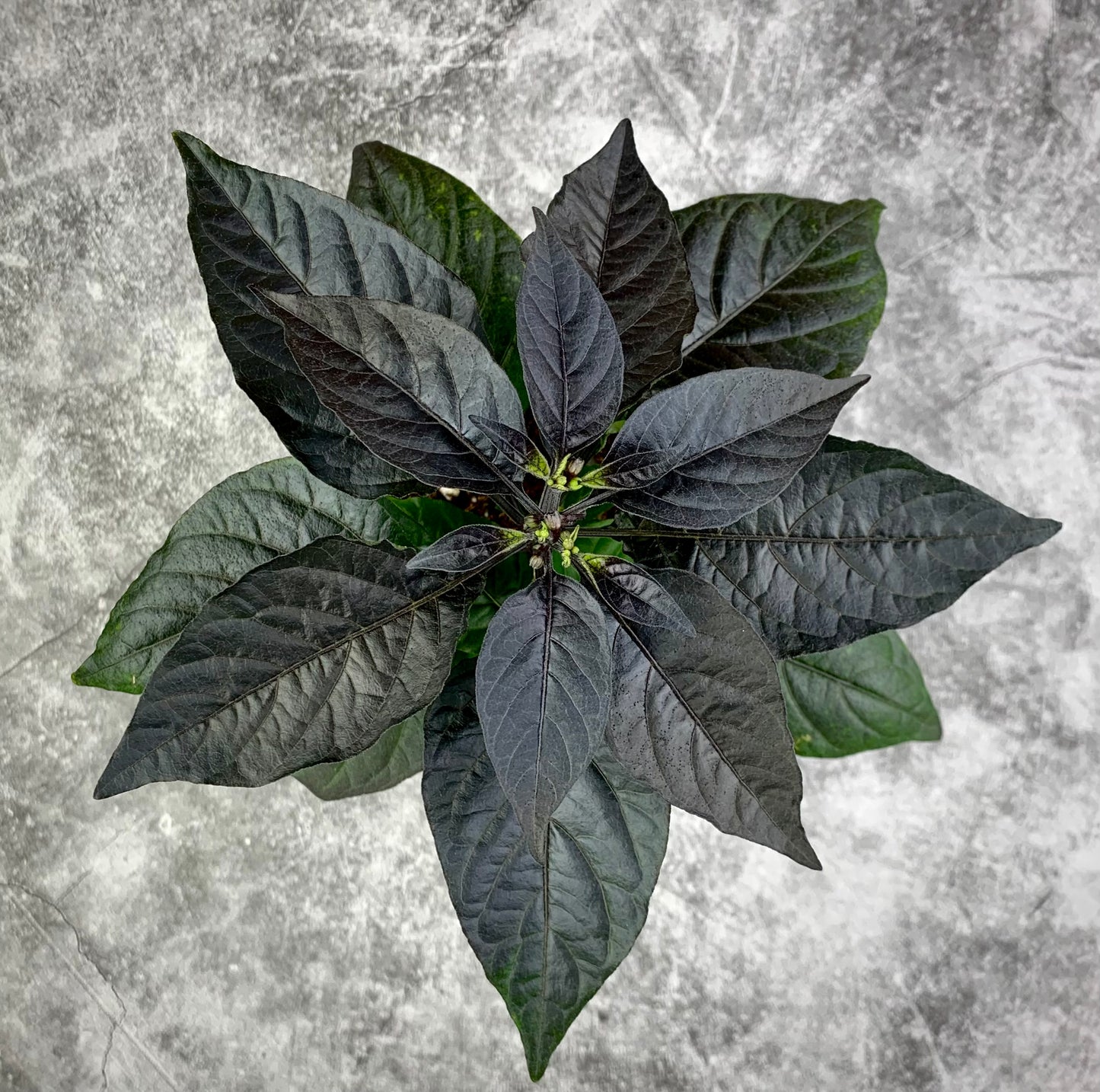 Black Sharknado T-E Pepper Seeds
