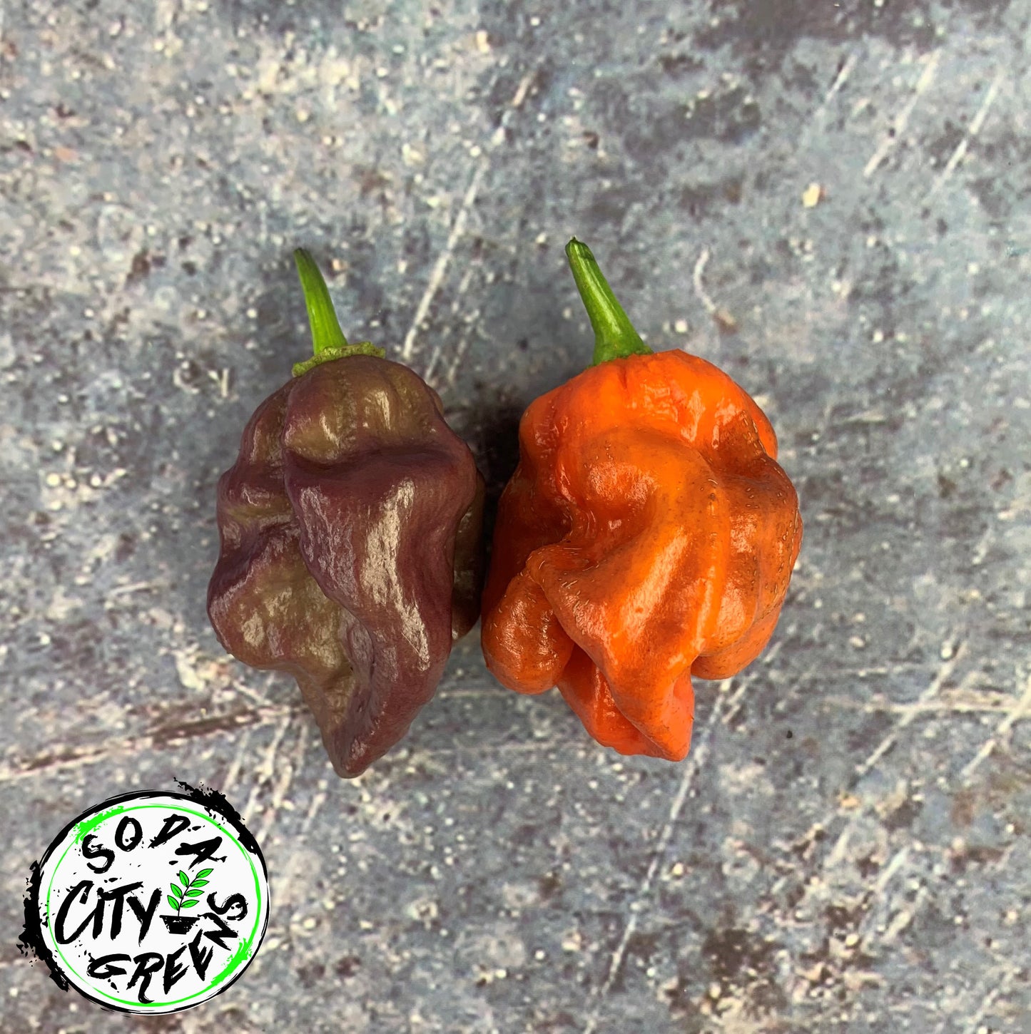 Purple Bhut Wrecker (Purple Ghost) Pepper Seeds