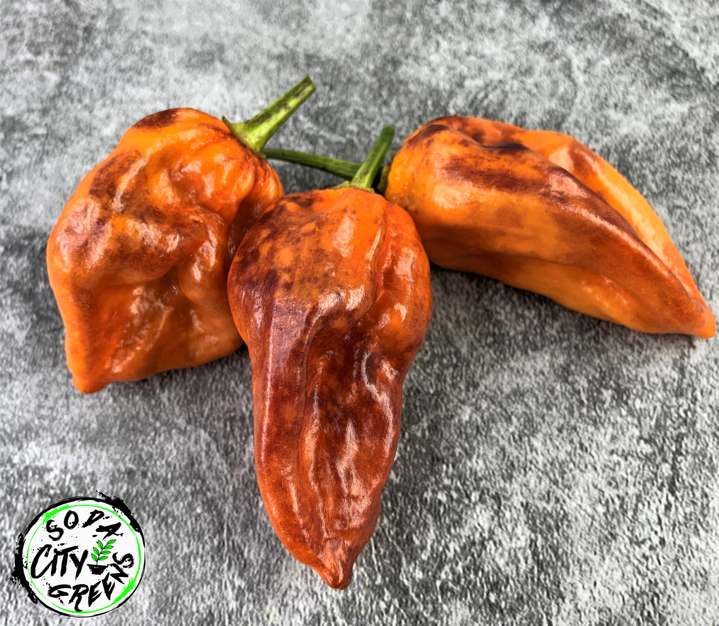 Purple Bhut Wrecker (Purple Ghost) Pepper Seeds