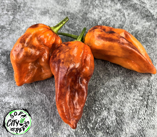 Purple Bhut Wrecker (Purple Ghost) Pepper Seeds