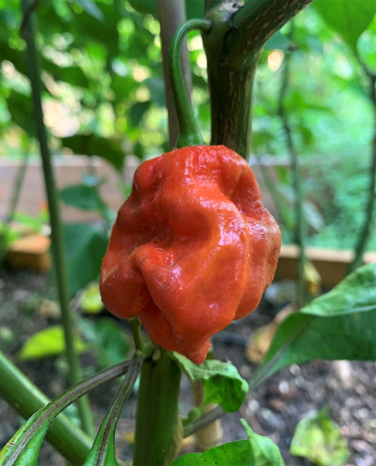 Purple Bhut Wrecker (Purple Ghost) Pepper Seeds