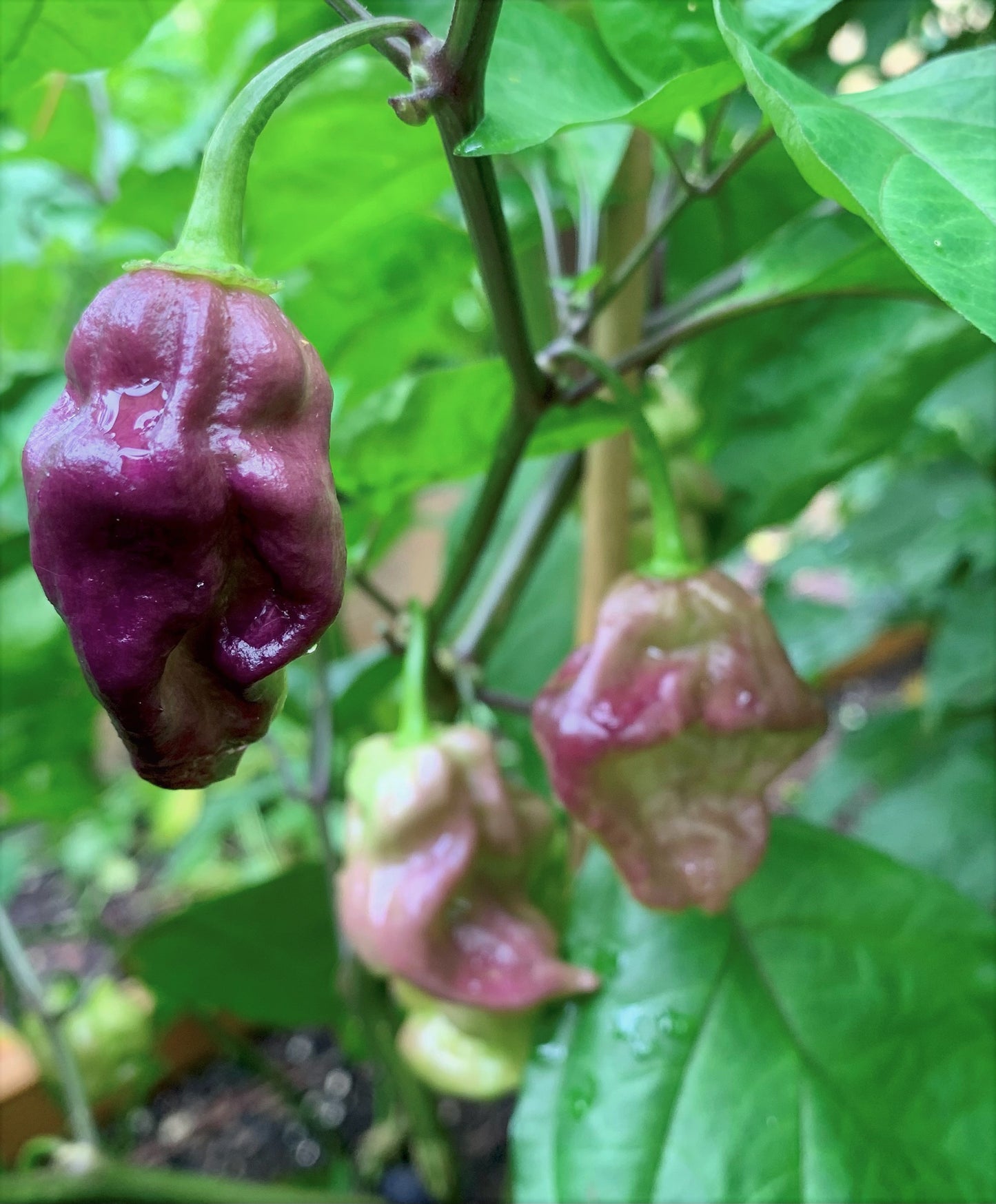 Purple Bhut Wrecker (Purple Ghost) Pepper Seeds