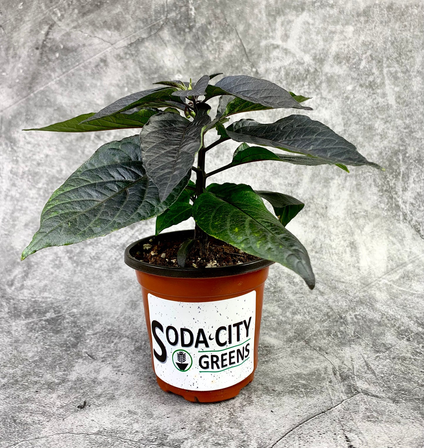 Purple Jigsaw (Purple Gator Jigsaw) Pepper Seeds