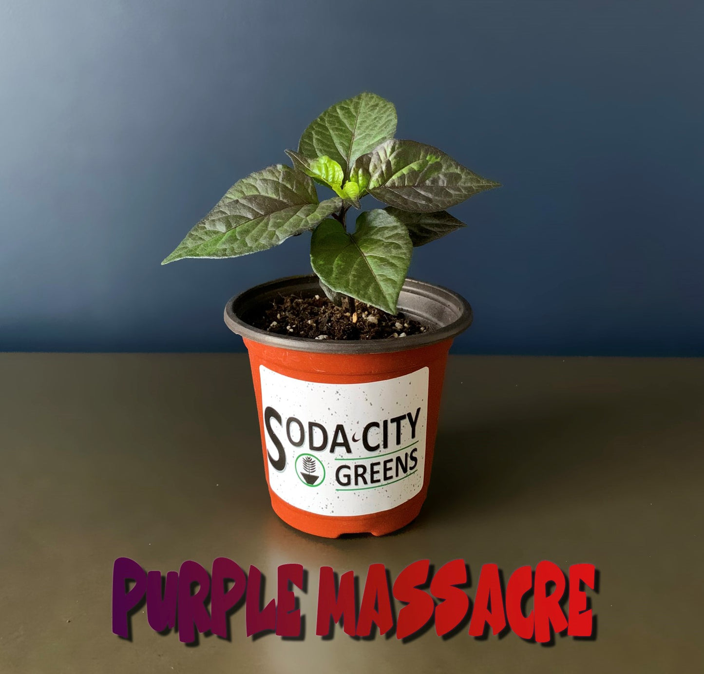 Purple Massacre Pepper Seeds
