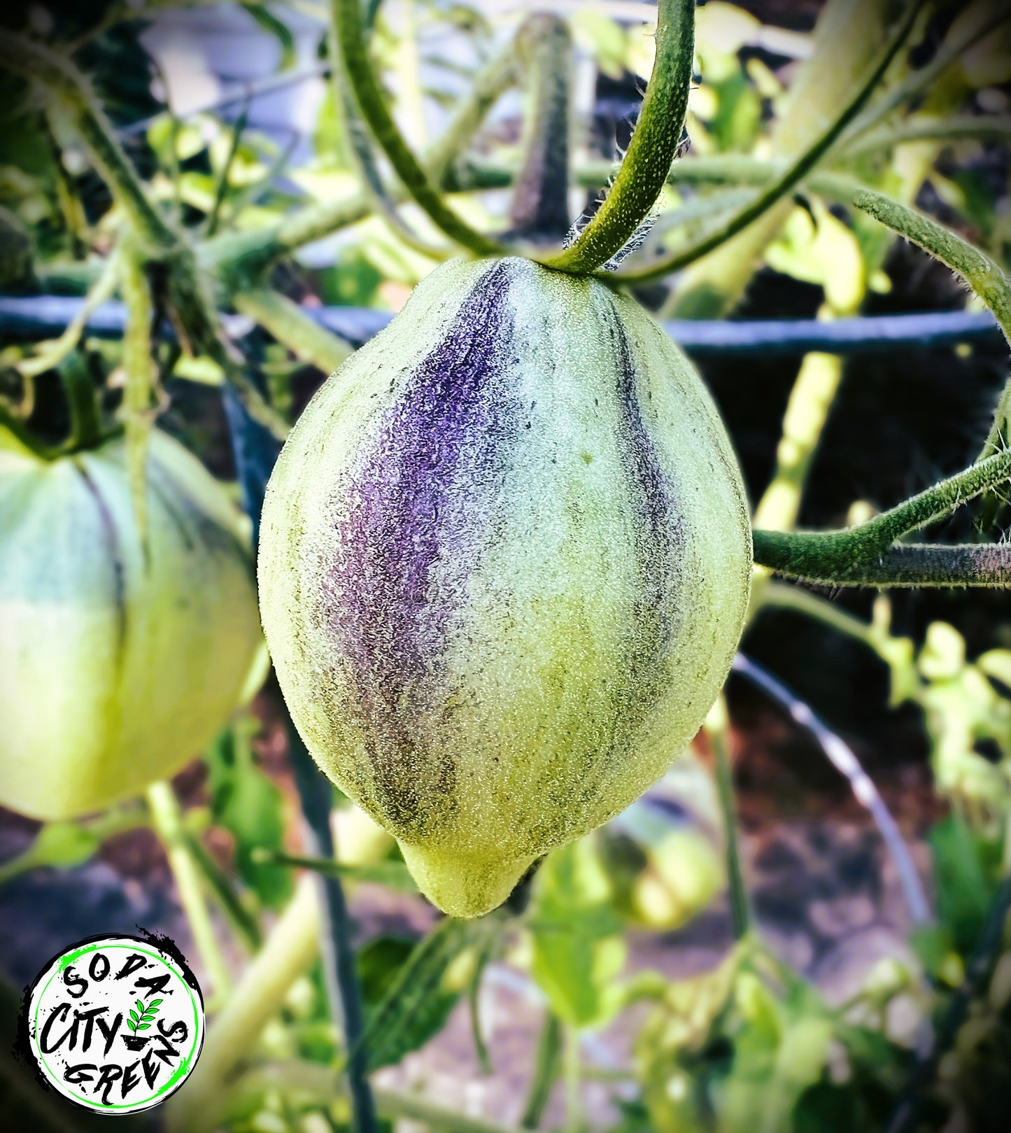 Rebel Starfighter Prime Tomato Live Plants