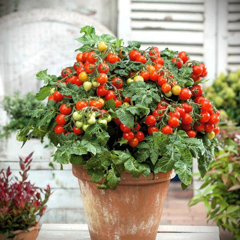 Micro Tiny Tim Dwarf Tomato Seeds