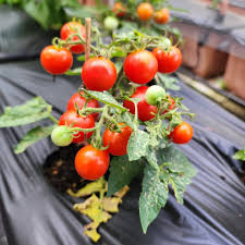 Tiny Tim Micro Tomato Live Plants