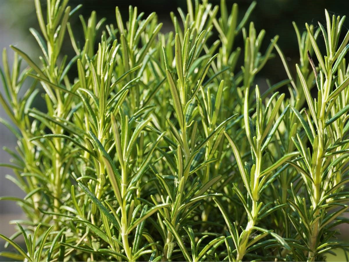 Rosemary Herb Live Plants