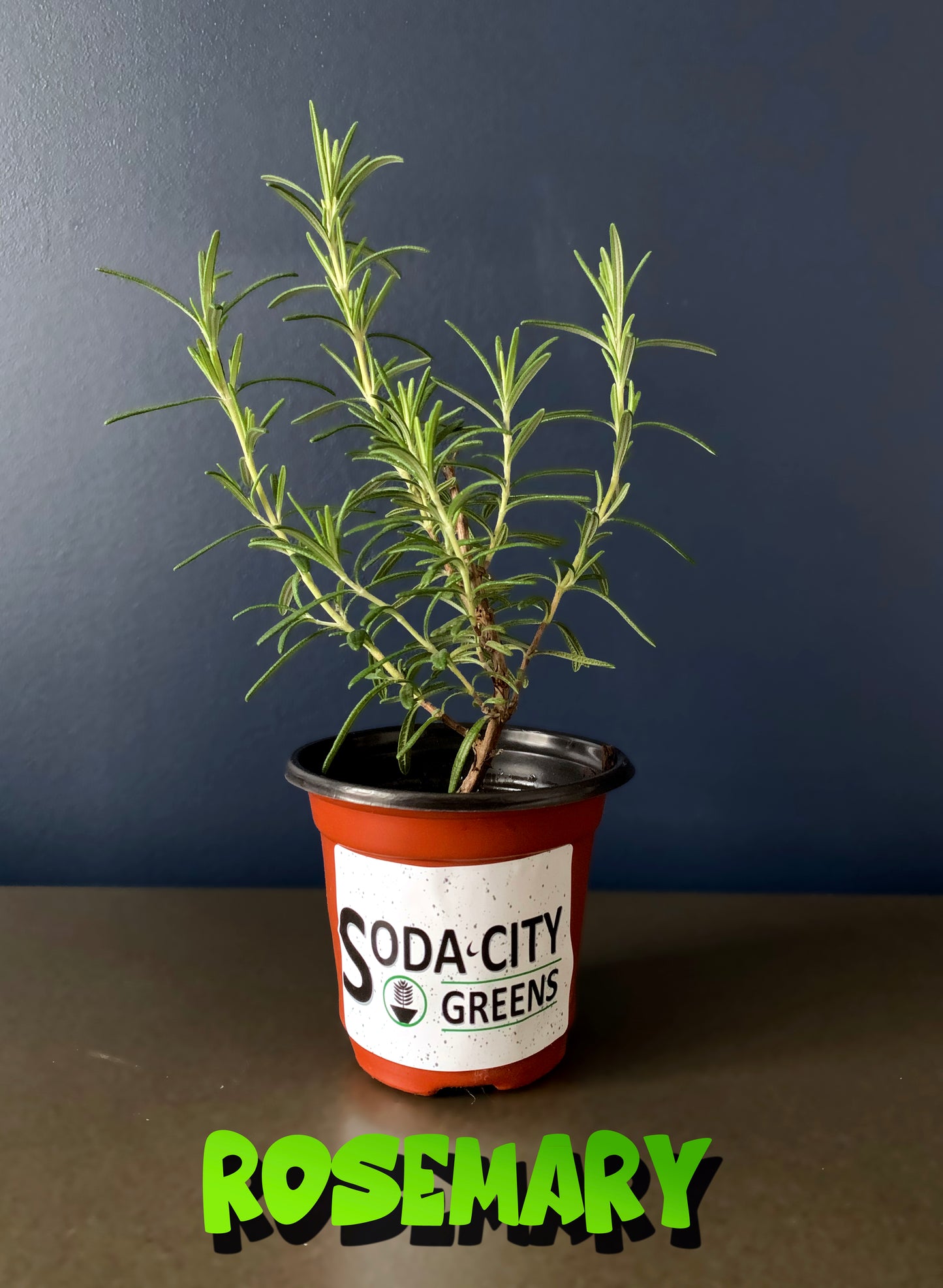 Rosemary Herb Live Plants