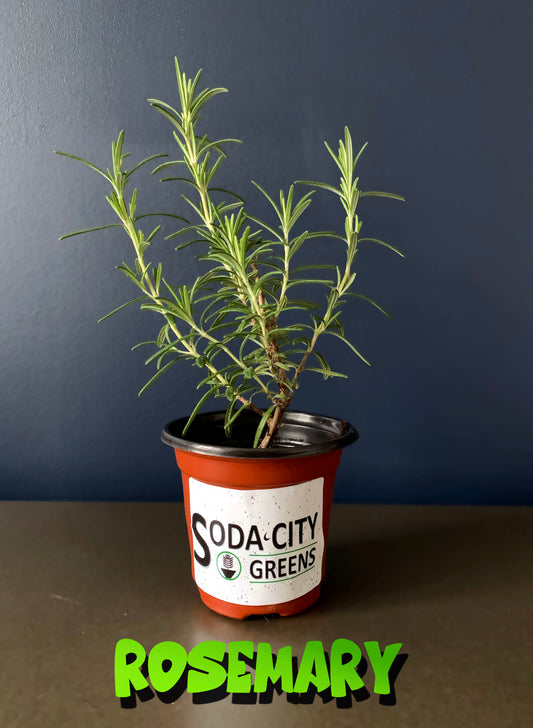 Rosemary Herb Live Plants