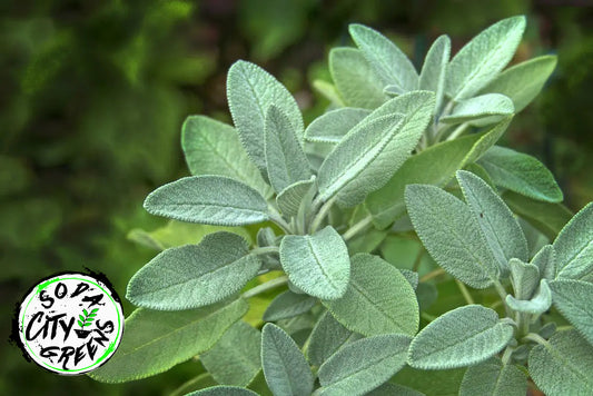 Sage Herb Live Plants