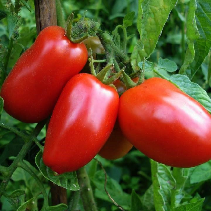San Marzano Italian Tomato Seeds