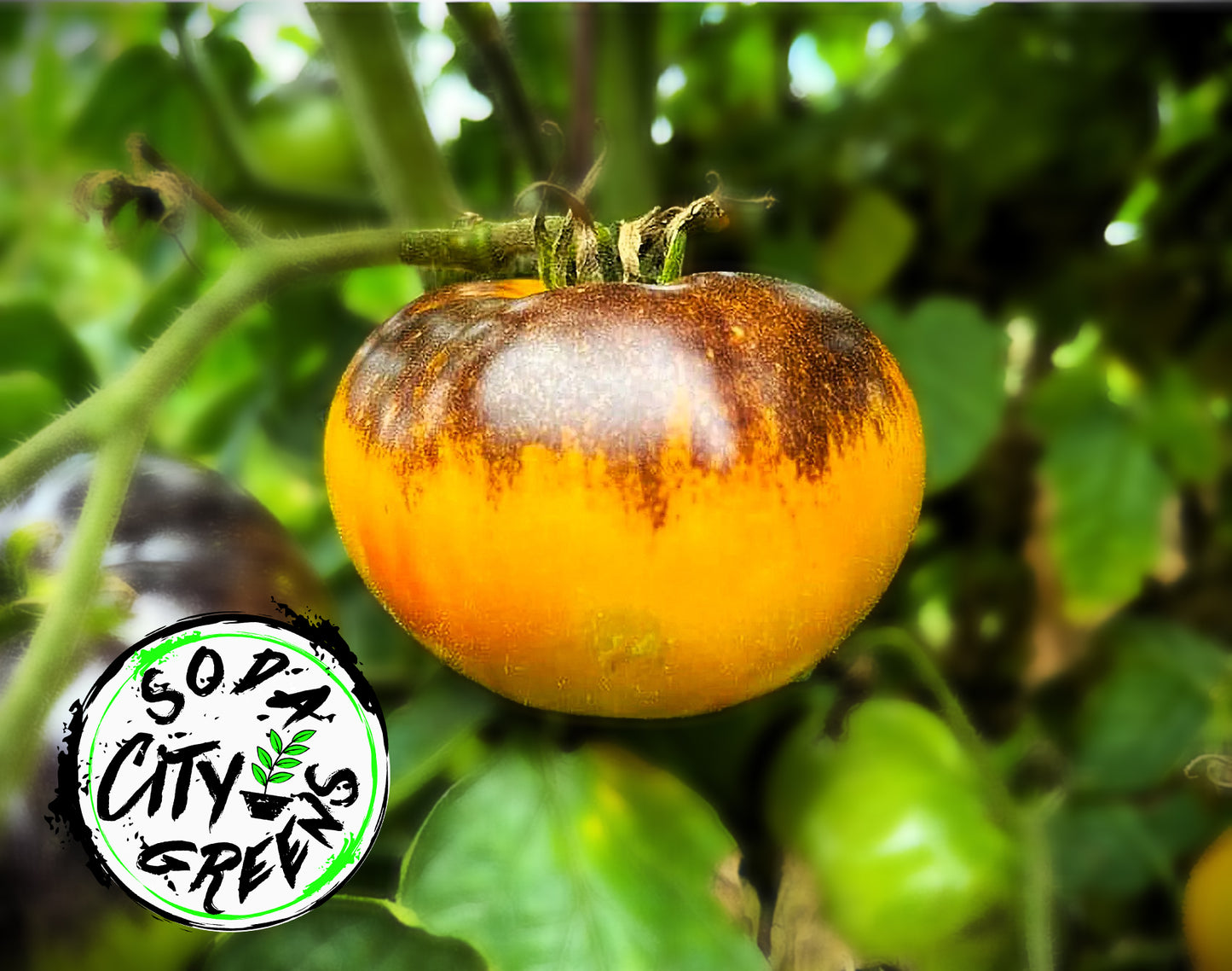 Sart Roloise Tomato Live Plants