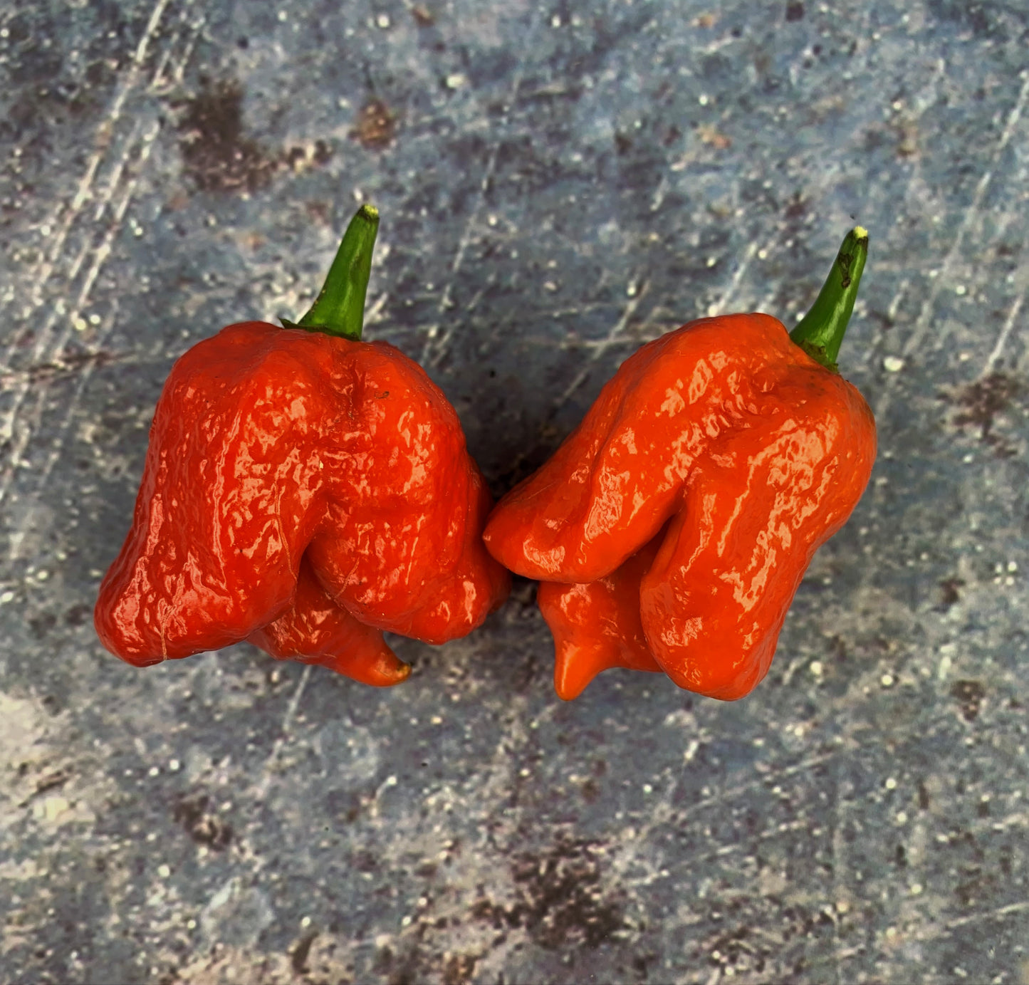 Trinidad Scorpion Pepper Seeds