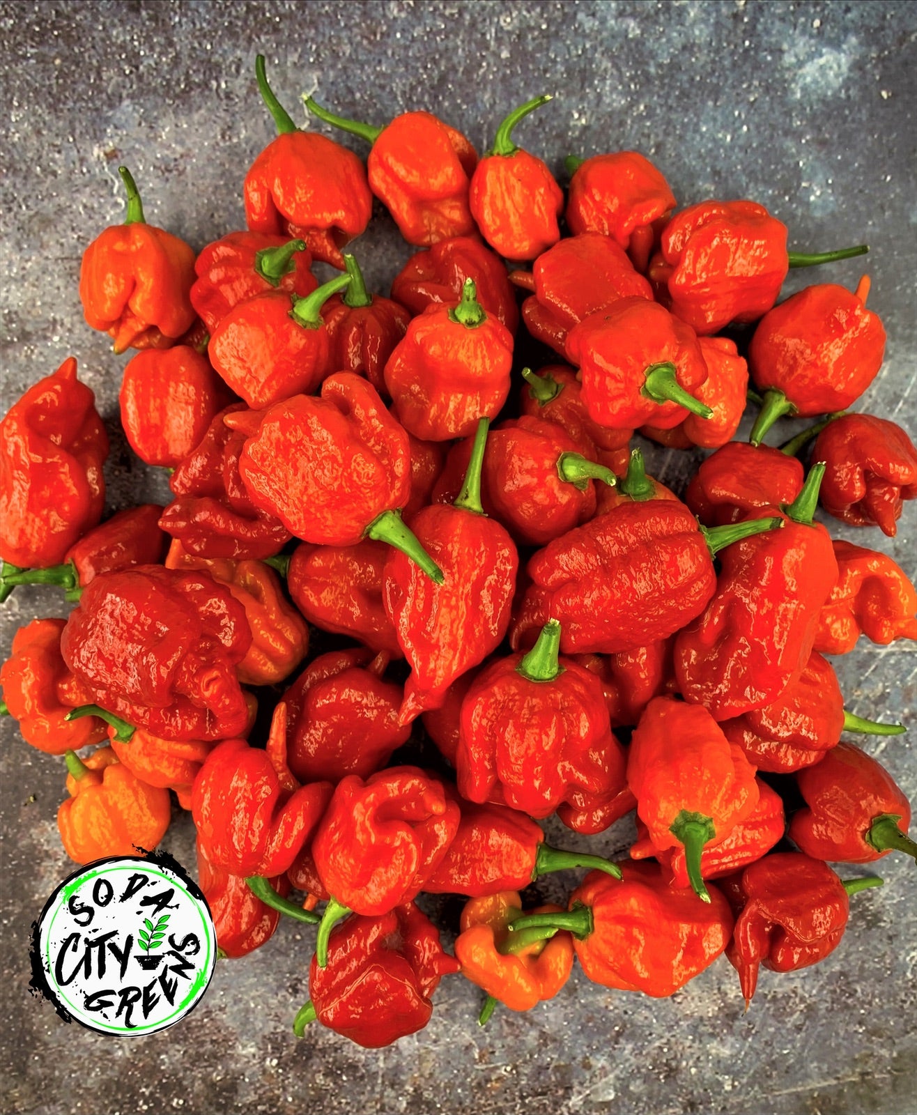 Trinidad Scorpion Pepper Seeds