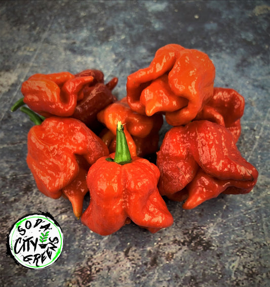Trinidad Scorpion Pepper Seeds