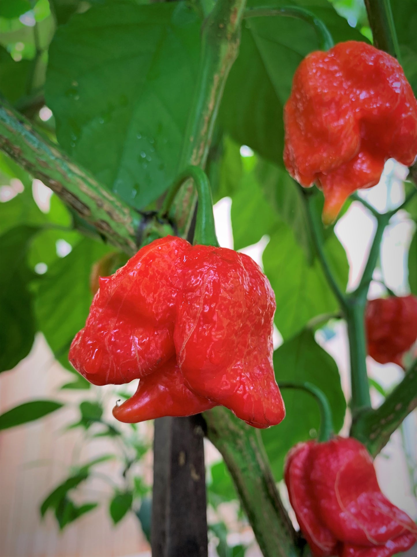 Trinidad Scorpion Pepper Seeds