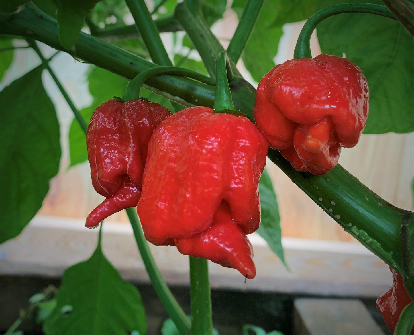 Trinidad Scorpion Pepper Seeds