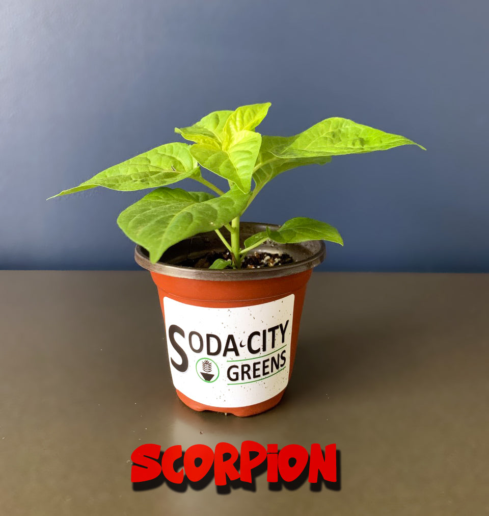 Orange Long Tailed Scorpion Pepper Seeds