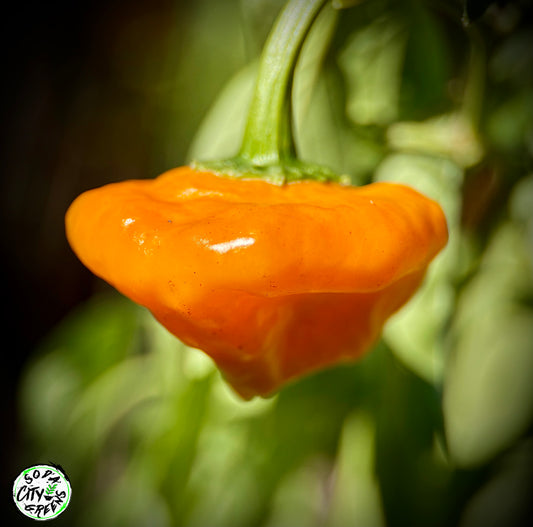 Jamaican Scotch Bonnet Pepper Seeds