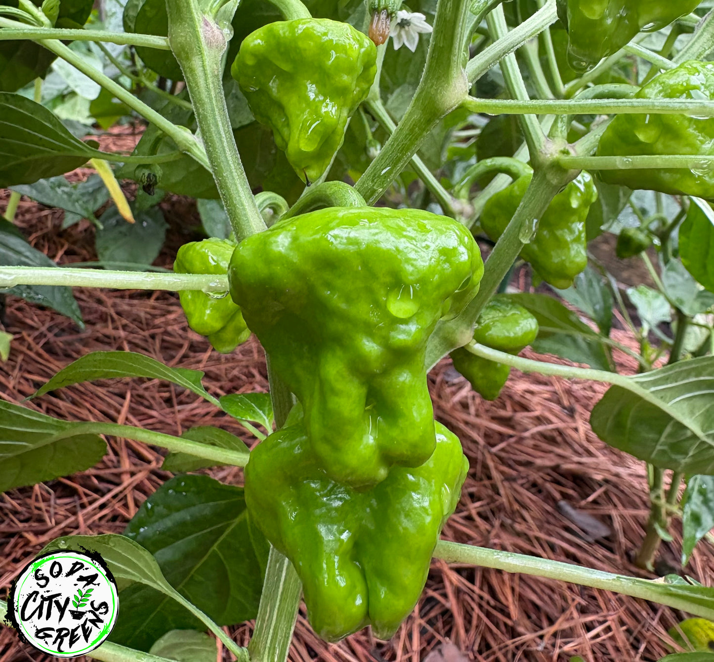 Jamaican Scotch Bonnet Pepper Seeds